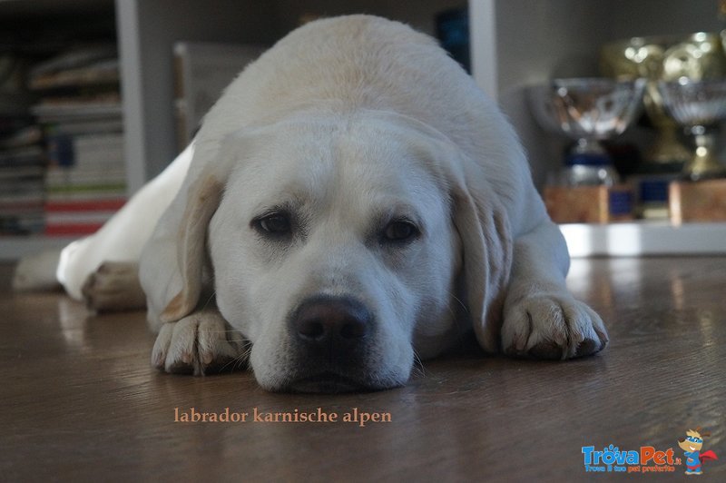 Labrador Maschio X Accoppiamento - Foto n. 1