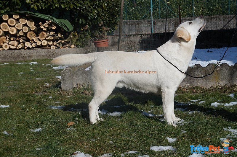 Labrador Maschio X Accoppiamento - Foto n. 2