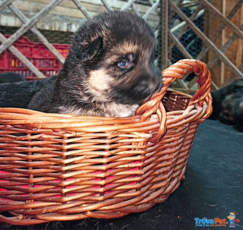 Cuccioli di Pastore Tedesco - Foto n. 1