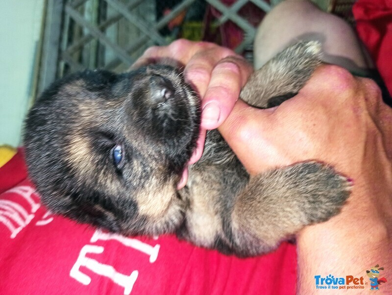 Cuccioli di Pastore Tedesco - Foto n. 2