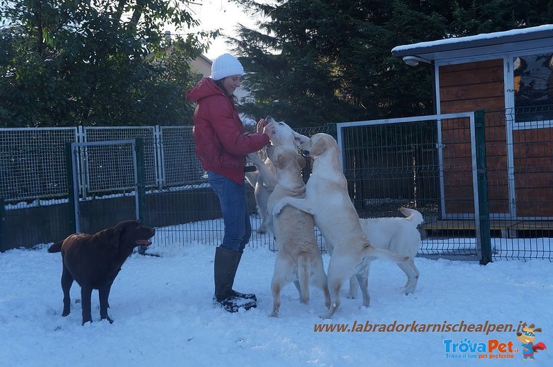 Labrador Maschio X Accoppiamento - Foto n. 4