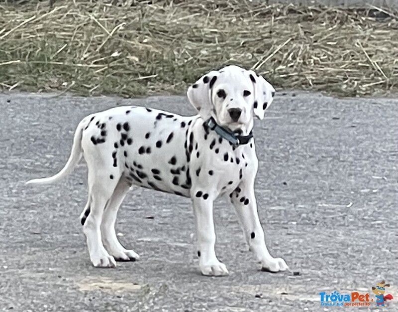 Dalmata Cucciolo - Foto n. 2