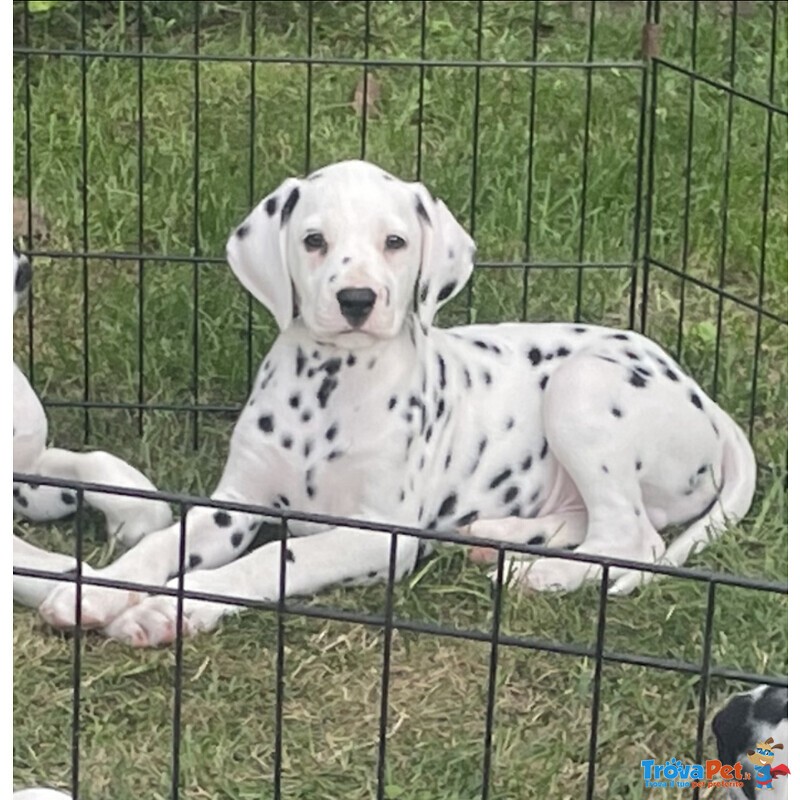 Dalmata Cucciolo - Foto n. 3