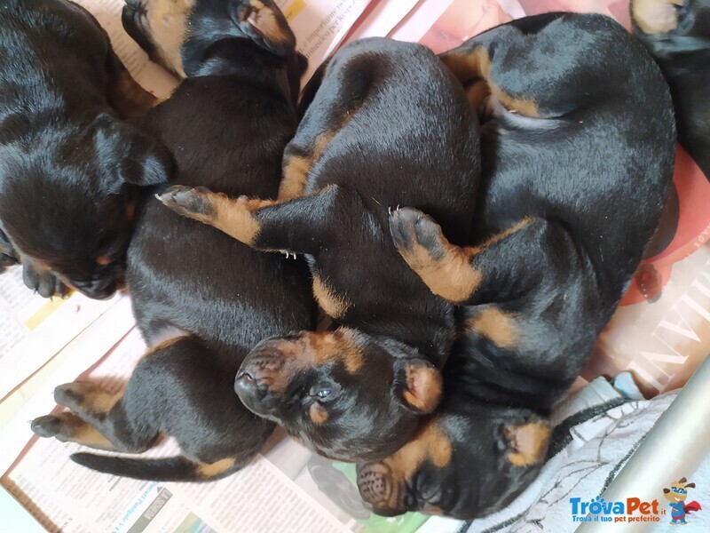 Cuccioli di Dobermann - Foto n. 2