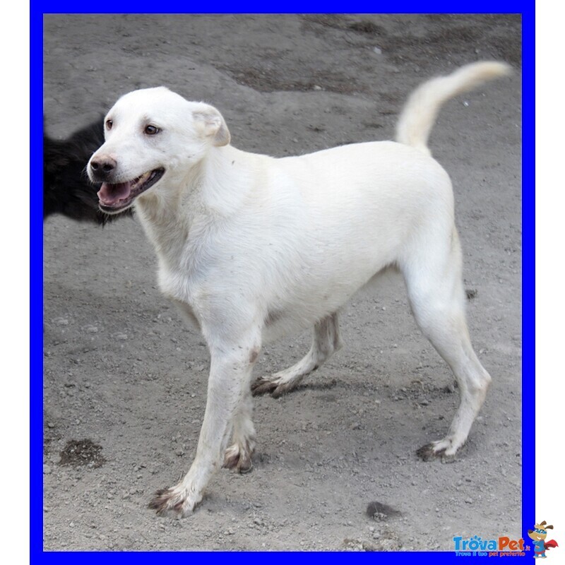 Giasone Spettacolare mix Labrador in Canile da Sempre - Foto n. 2