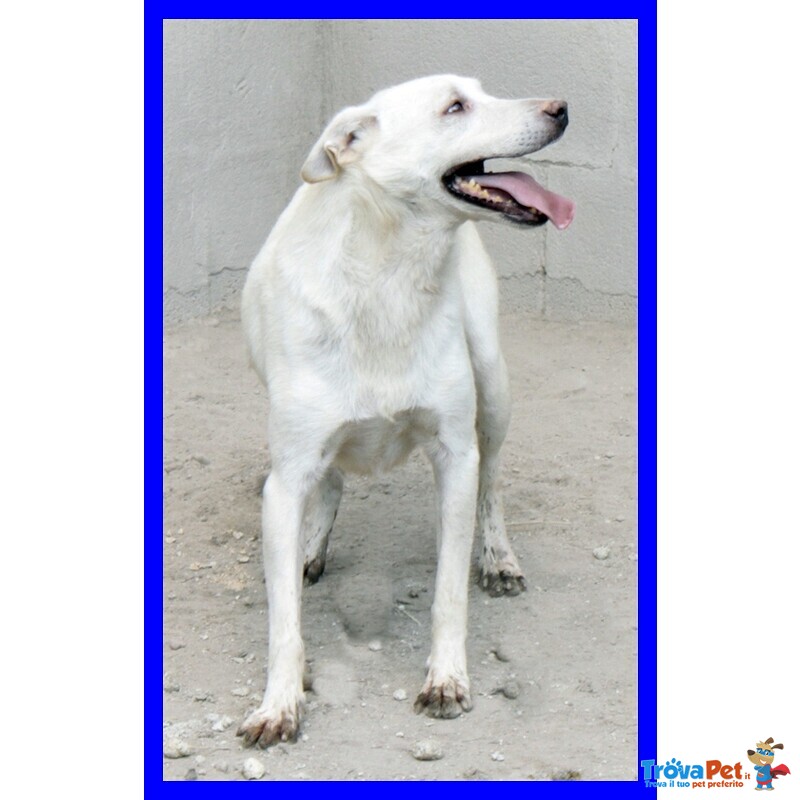 Giasone Spettacolare mix Labrador in Canile da Sempre - Foto n. 3