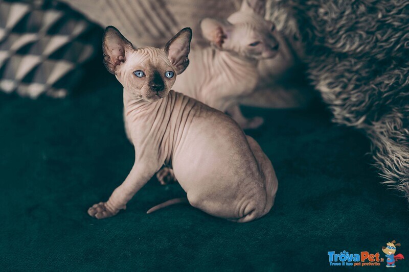 Gattini Unici di Canadian blue Sphynx - Foto n. 2