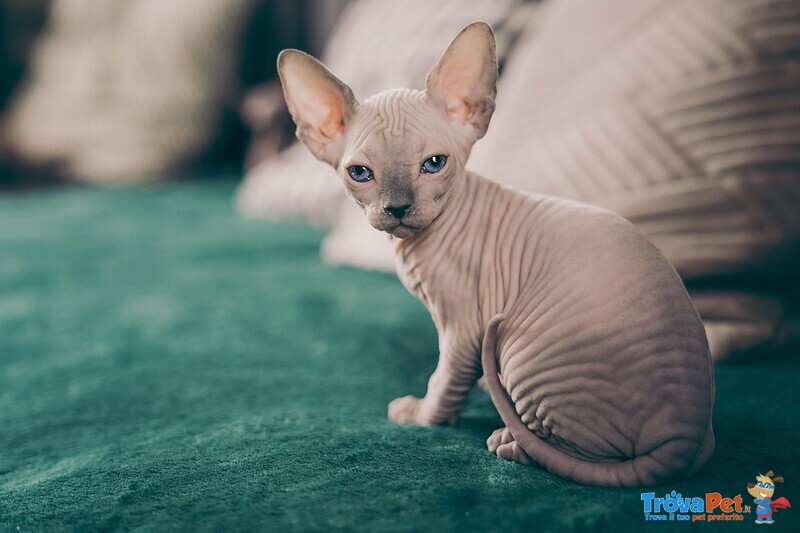 Gattini Unici di Canadian blue Sphynx - Foto n. 3