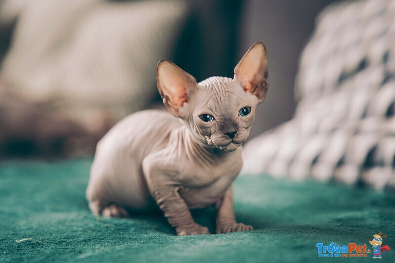 Gattini Unici di Canadian blue Sphynx - Foto n. 5