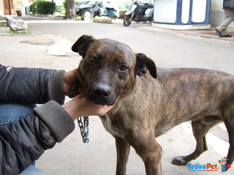 Giulio: Tigrato come un Boxer ma Ancora Fiducioso Nonostante L'abbandono - Foto n. 2