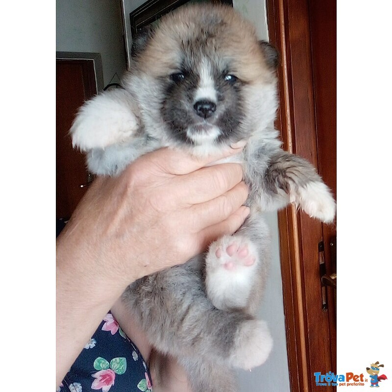 Akita inu Cucciole - Foto n. 2