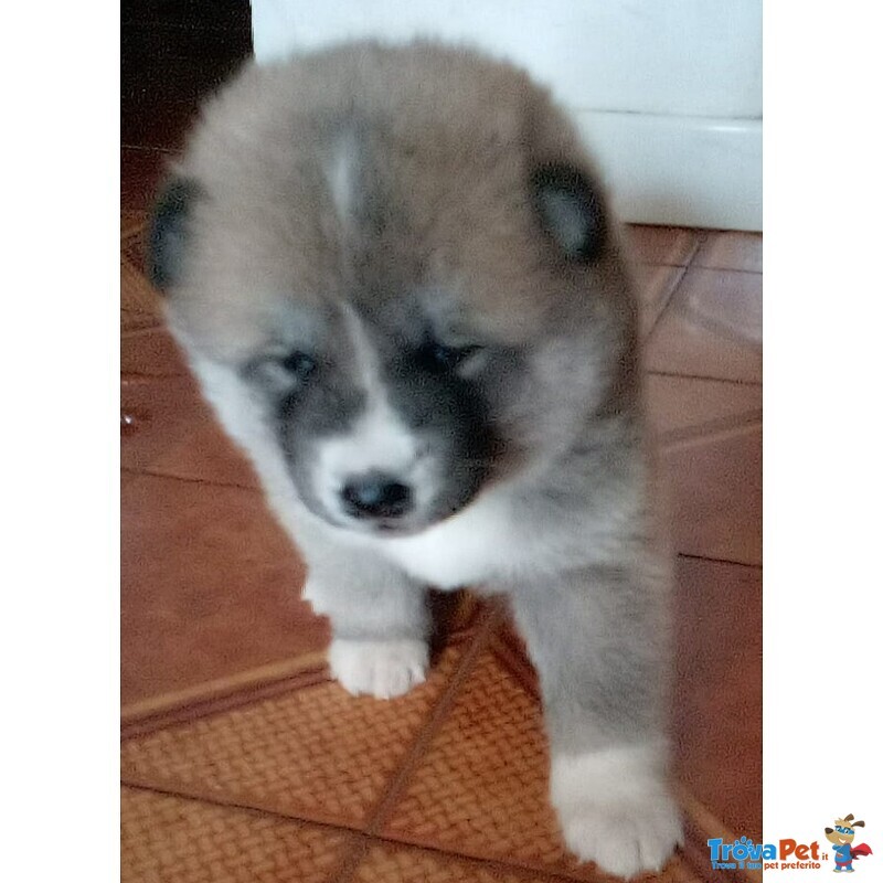 Akita inu Cucciole - Foto n. 3