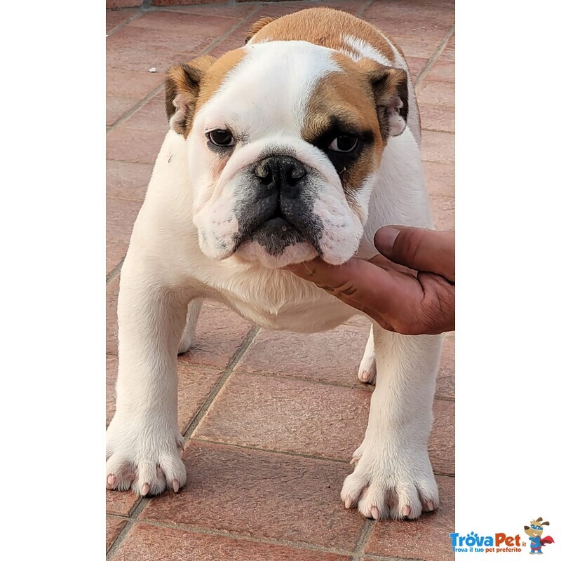 Bulldog Inglese Cucciolo - Foto n. 1