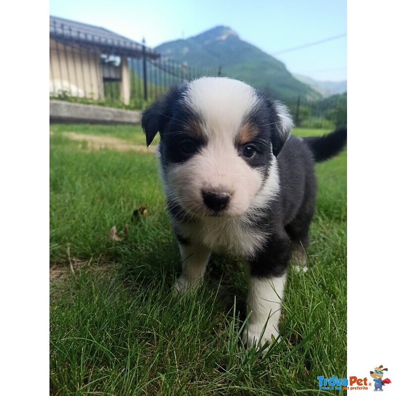 Cuccioli di Pastore Australiano - Foto n. 1