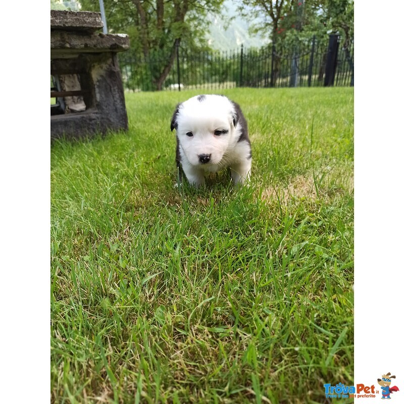 Cuccioli di Pastore Australiano - Foto n. 2