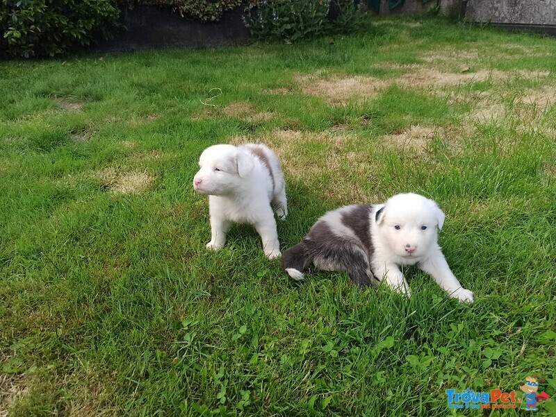 Cuccioli di Pastore Australiano - Foto n. 3