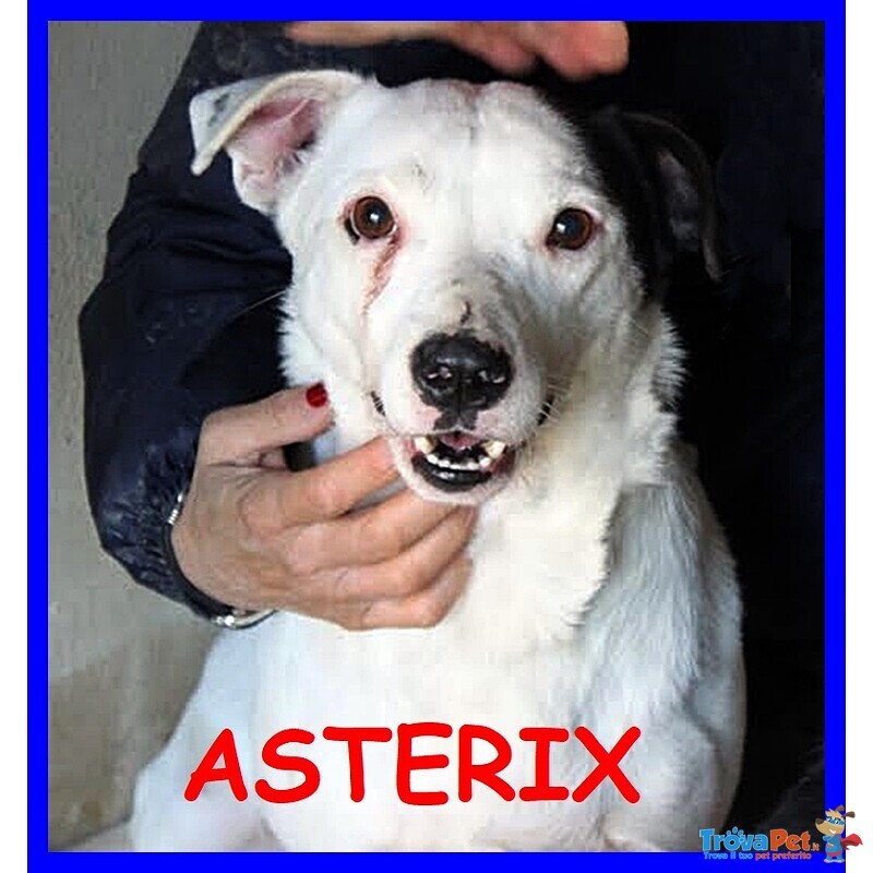 Asterix Tenerissimo Cagnolino Ancora in Cerca di Adozione - Foto n. 1