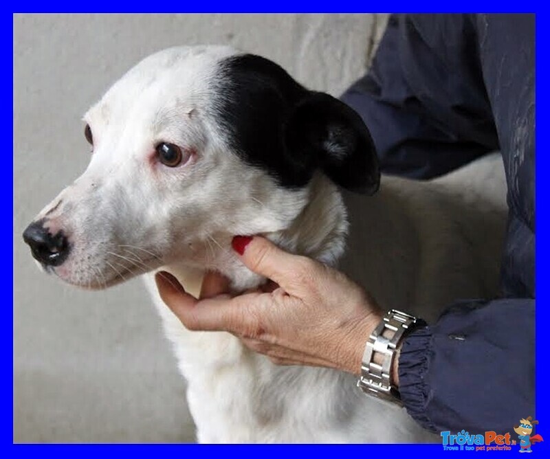 Asterix Tenerissimo Cagnolino Ancora in Cerca di Adozione - Foto n. 2