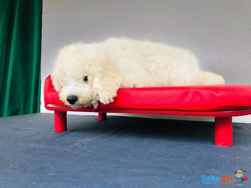 Cuccioli Barboncino (fenotipo Prevalente) - Foto n. 1