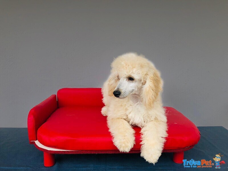 Cuccioli Barboncino (fenotipo Prevalente) - Foto n. 3