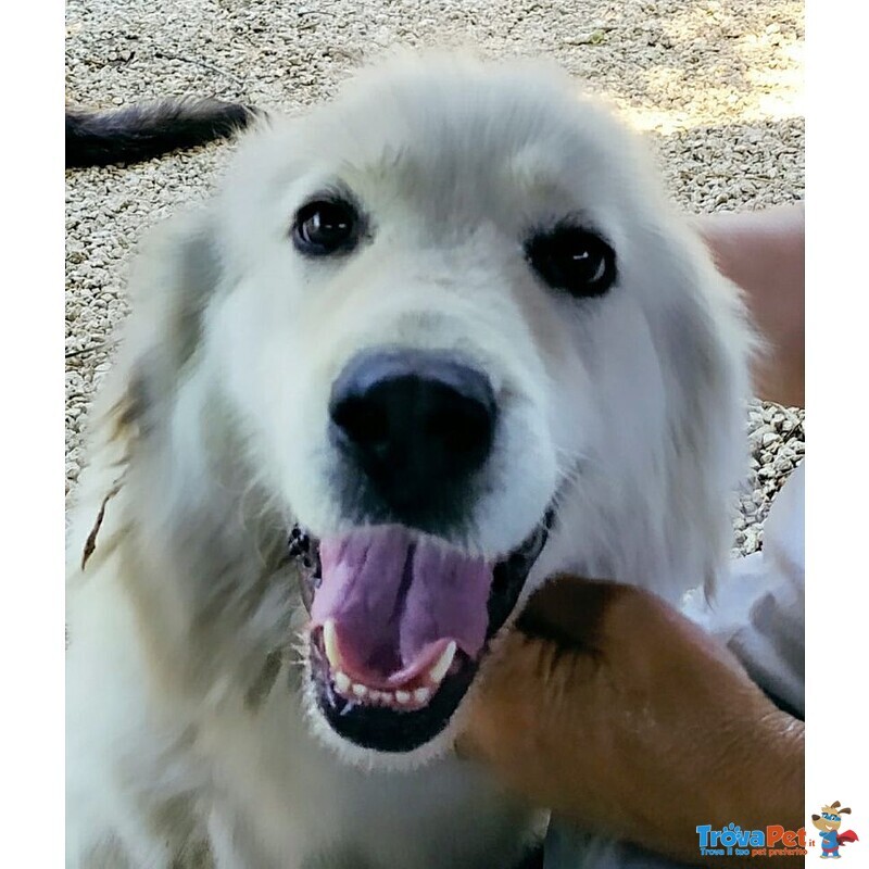 Banche Bellissima 2/3anni Adottata Cucciola e Portata in Campagna a Catena.roma - Foto n. 2