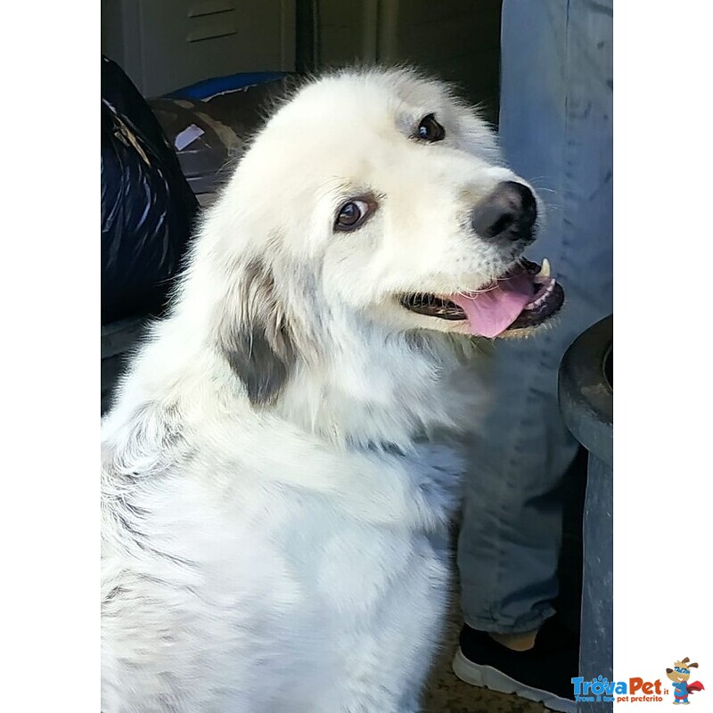 Banche Bellissima 2/3anni Adottata Cucciola e Portata in Campagna a Catena.roma - Foto n. 1