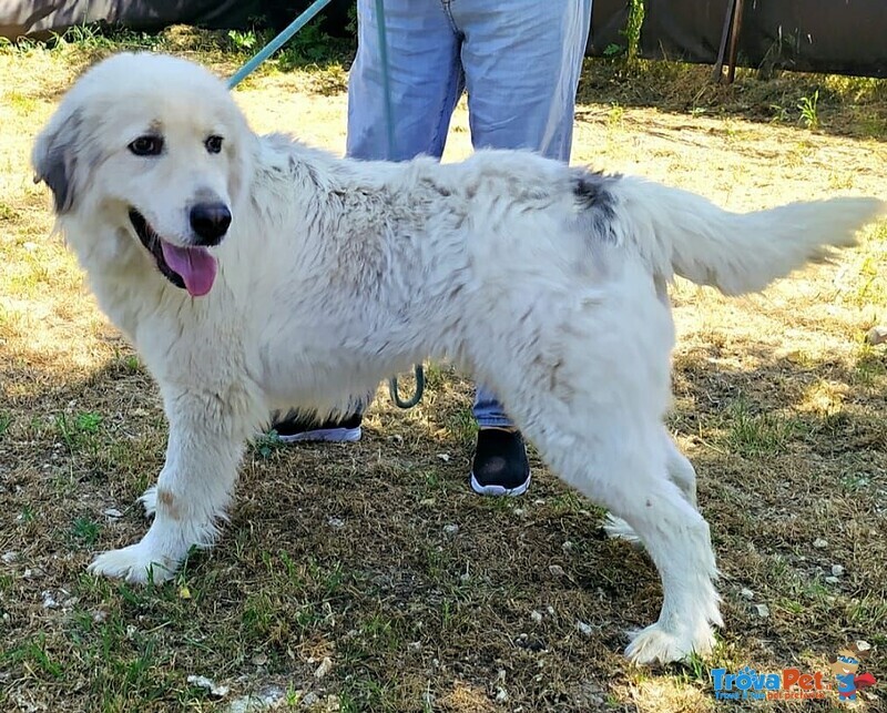 Banche Bellissima 2/3anni Adottata Cucciola e Portata in Campagna a Catena.roma - Foto n. 3