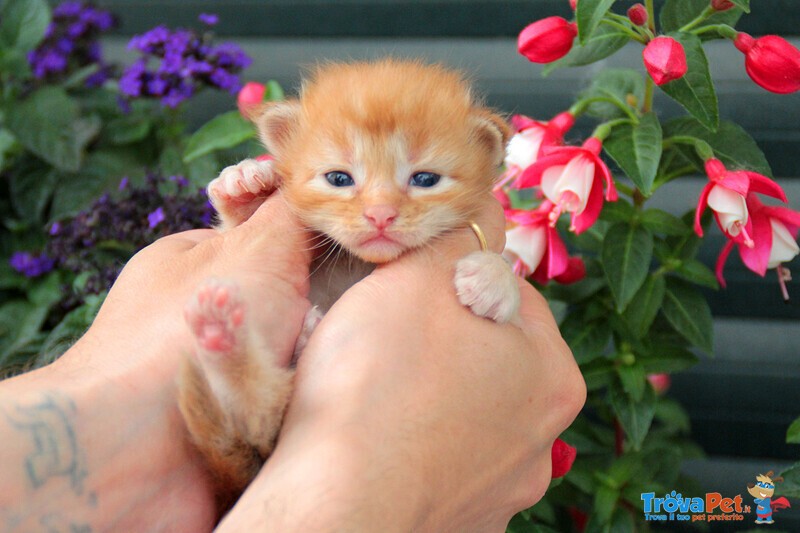 Cuccioli Maine coon alta Genealogia Disponibili - Foto n. 6