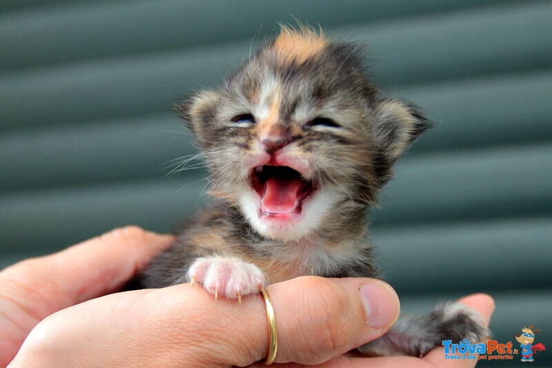 Cuccioli Maine coon alta Genealogia Disponibili - Foto n. 7