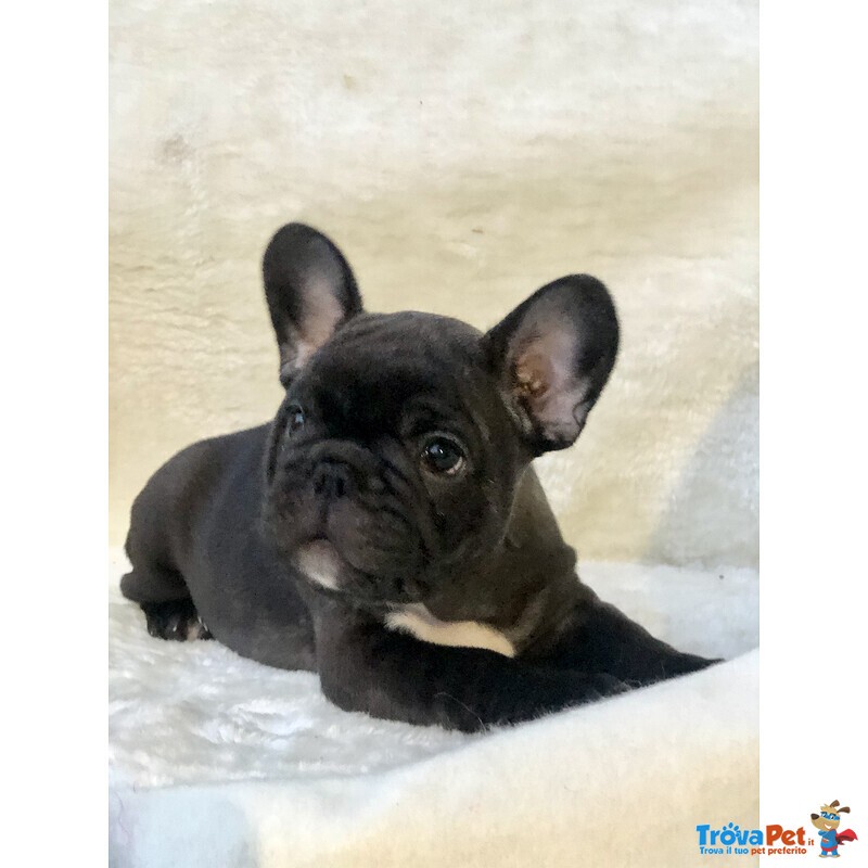 Cuccioli di Bouledogue Francese - Foto n. 1