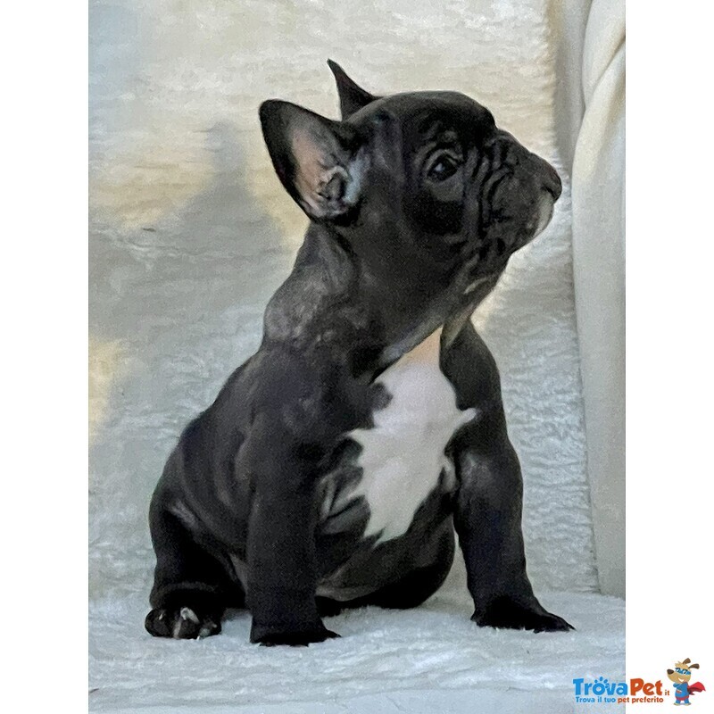 Cuccioli di Bouledogue Francese - Foto n. 2