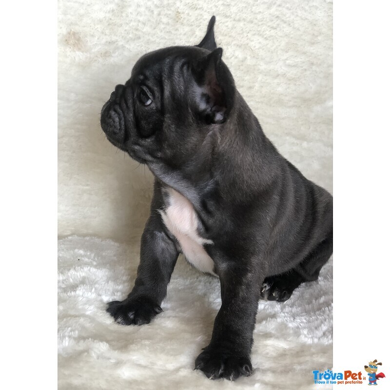 Cuccioli di Bouledogue Francese - Foto n. 3