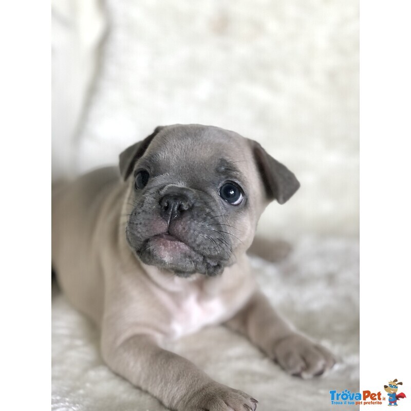 Cuccioli di Bouledogue Francese - Foto n. 7