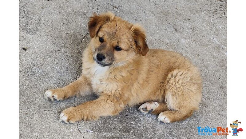 Cuccioli di cane Cercano Padrone - Foto n. 1