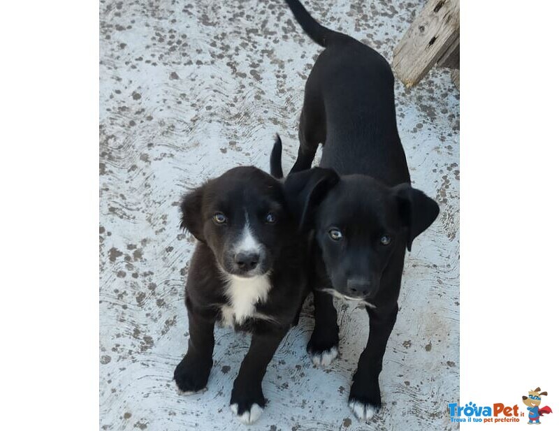 Cuccioli di cane Cercano Padrone - Foto n. 2