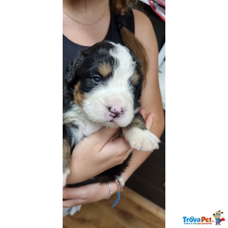 Cuccioli di Bovaro del Bernese - Foto n. 3