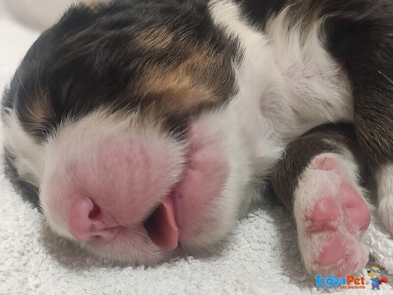 Cuccioli di Bovaro del Bernese - Foto n. 4