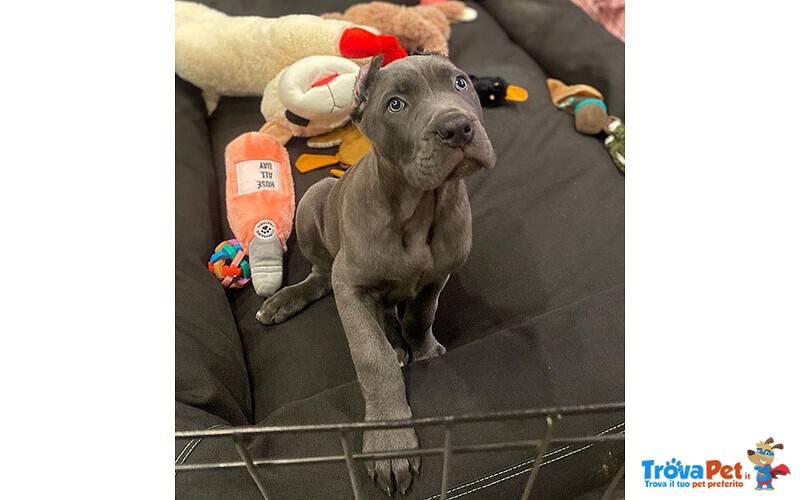 Cuccioli di cane Corso per L'annuncio - Foto n. 1