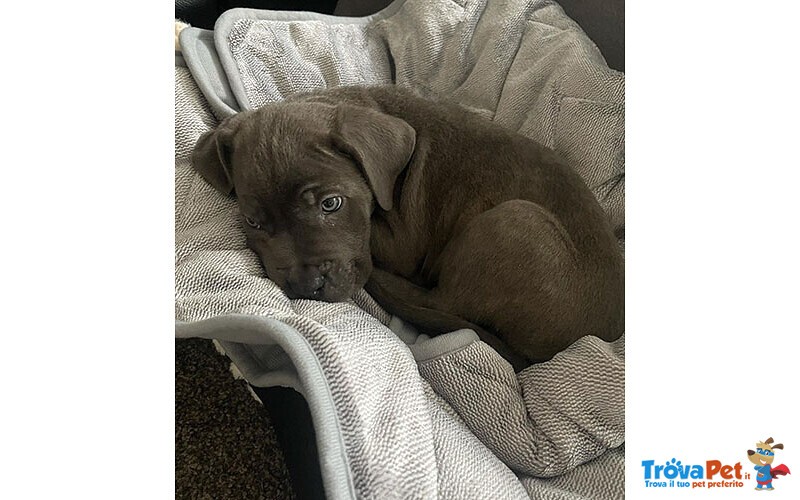 Cuccioli di cane Corso per L'annuncio - Foto n. 3