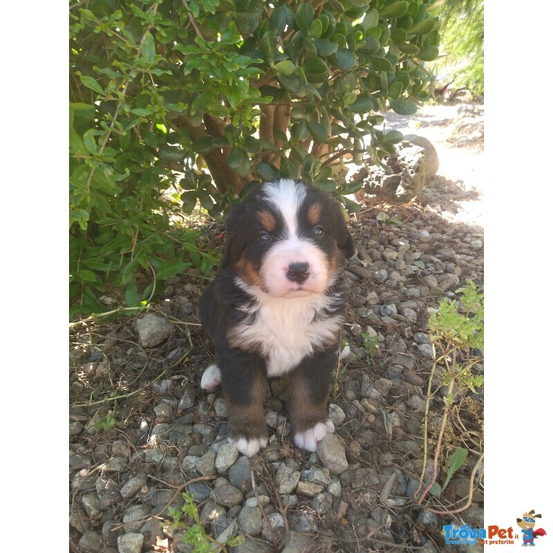 Cuccioli di Bovaro del Bernese - Foto n. 1