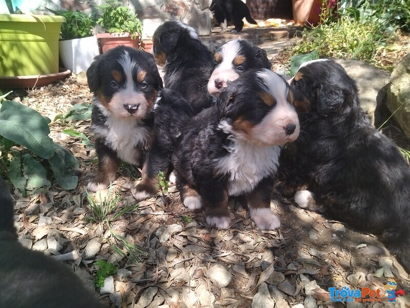 Cuccioli di Bovaro del Bernese - Foto n. 3