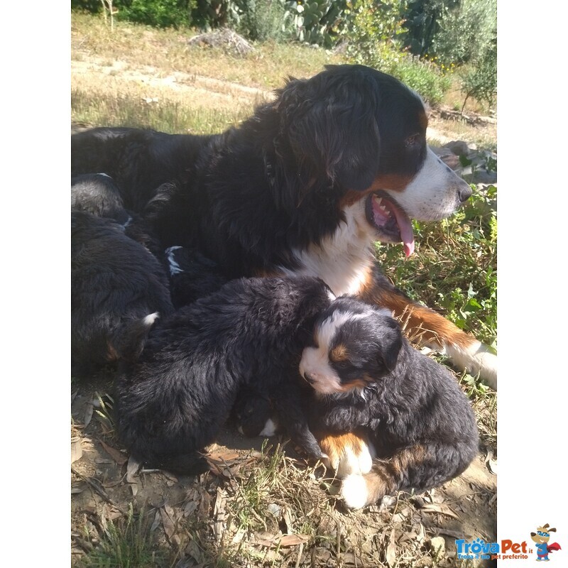 Cuccioli di Bovaro del Bernese - Foto n. 4