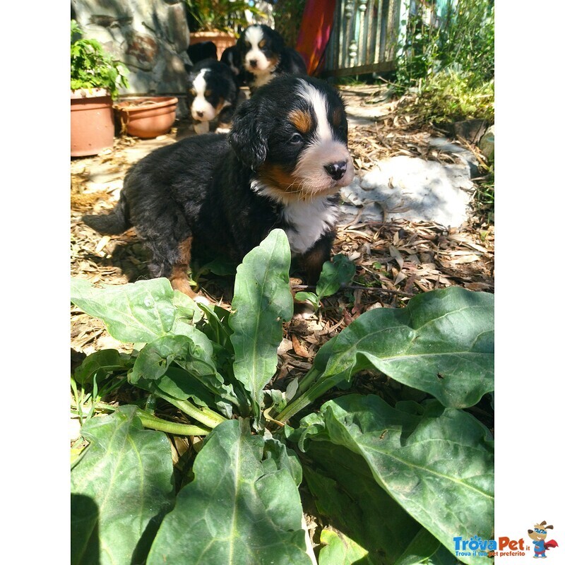 Cuccioli di Bovaro del Bernese - Foto n. 6