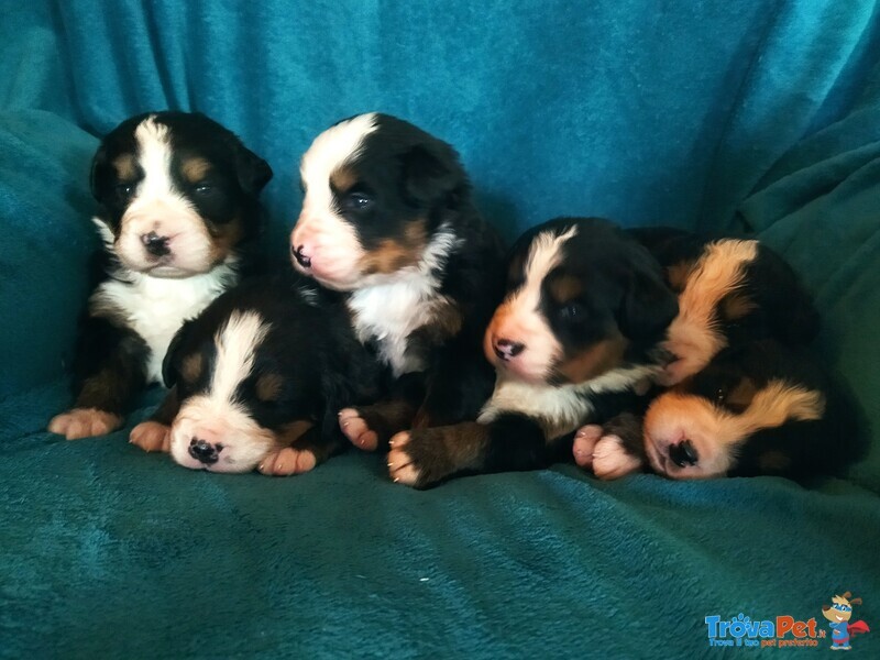 Cuccioli di Bovaro del Bernese - Foto n. 7