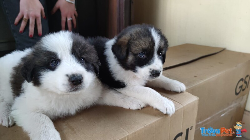 Cuccioli di Maremmano/caucaso - Foto n. 1