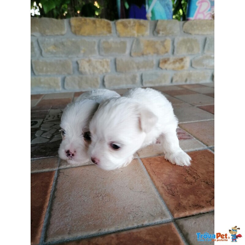 Cucciole Maltese - Foto n. 2