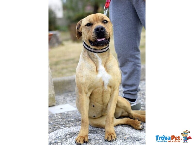 Coco, Giovanissima mix Amstaff/rott - Foto n. 2