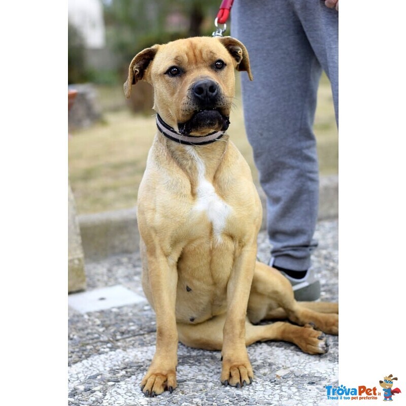 Coco, Giovanissima mix Amstaff/rott - Foto n. 3