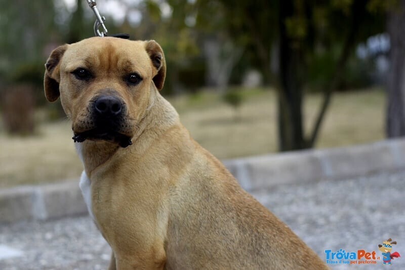 Coco, Giovanissima mix Amstaff/rott - Foto n. 4