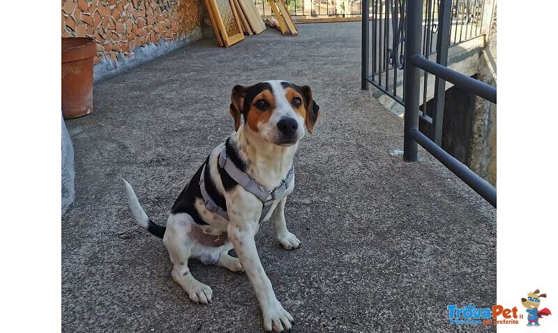 Mix jack Russel 9/10 mesi Aspetta di Trovare casa Sicilia - Foto n. 1